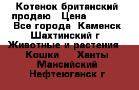 Котенок британский продаю › Цена ­ 3 000 - Все города, Каменск-Шахтинский г. Животные и растения » Кошки   . Ханты-Мансийский,Нефтеюганск г.